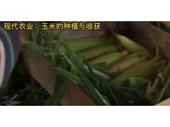 玉米种植技术，现代农业：玉米的种植与收获 (1016播放)