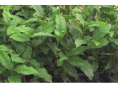 茶叶的一生｜现代​​农业种植​​和收获绿茶｜绿茶制茶工艺​ (224播放)