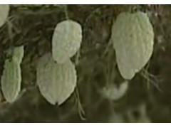 苦瓜的一生｜现代​​农业种植​​和收获凉瓜｜苦味之冠君子菜​ (292播放)