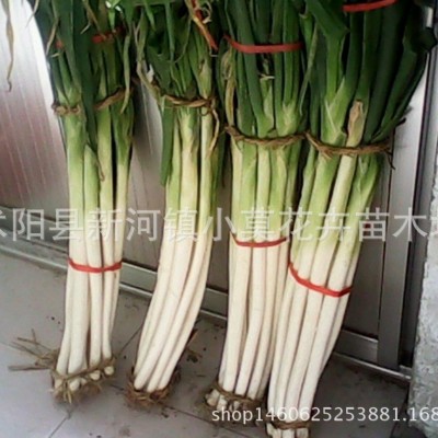批发优质绿化草花种子 大花葱种子 巨葱种子 高葱种子 价格优惠