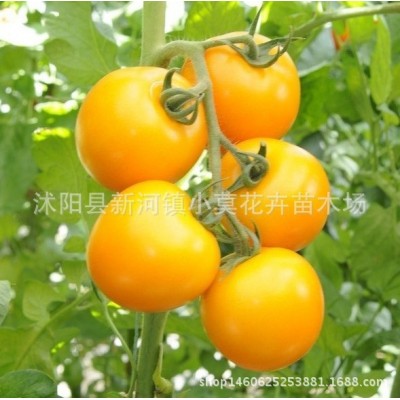 樱桃番茄种子红珍珠阳台西红柿 小番茄圣女果盆栽蔬菜种子四季播