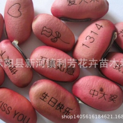 批发 魔豆种子 迷你植物 祝福爱情相思豆批发