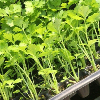 芹菜苗四季种植小香芹苗莴笋苗莴苣秧苗蔬菜苗秋冬耐寒盆栽新鲜苗