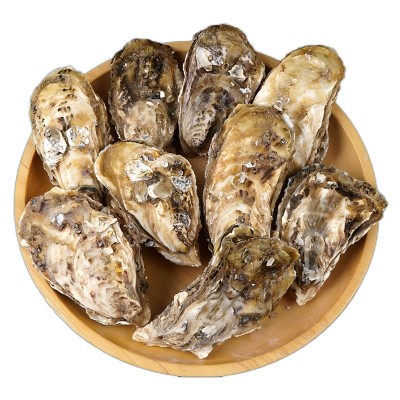 乳山生蚝产地发货鲜活批发一箱50斤超大耗牡蛎摆摊用生蚝鲜活整箱