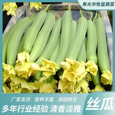 新鲜丝瓜 厂家发货 规格齐全 口感美味 多年食品行业经验