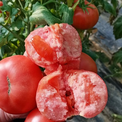 普罗旺斯西红柿正宗沙瓤山东海阳番茄毛粉柿子老品种新鲜西红柿
