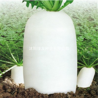 夏季耐热夏抗40萝卜种白萝卜种子罗卜夏播早熟白萝卜种籽易活蔬菜