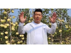 矮化苹果树苗怎样合理种植 (144播放)