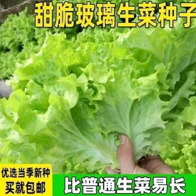 四季甜脆玻璃生菜种子脆嫩生吃生菜种籽阳台四季盆栽春季蔬菜种孑