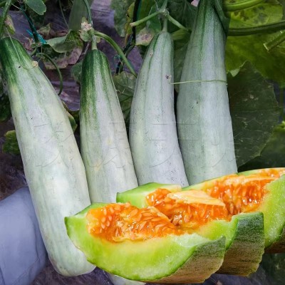 羊角酥早熟香瓜苗密正品甜瓜种籽超甜羊角蜜春季四季水果特大种孑