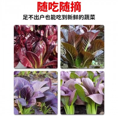 紫霞油菜