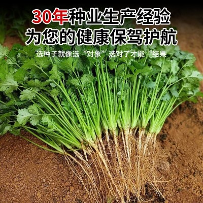 香菜种子三天速生香菜籽菜四季易种阳台室内盆栽种籽蔬菜种子大全