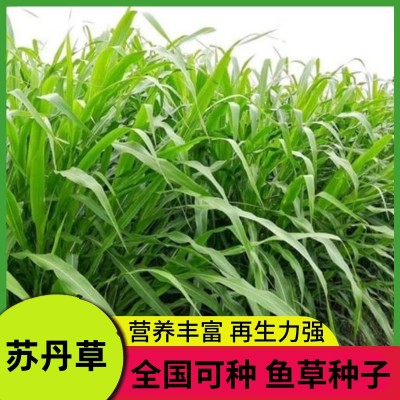 苏丹草种籽高丹草种牧草种子杂交王草四季猪牛羊鸡鸭鹅鱼草籽