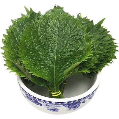 紫苏种子绿苏种籽食用苏子叶新鲜大叶阳台盆栽春季四季蔬菜种籽