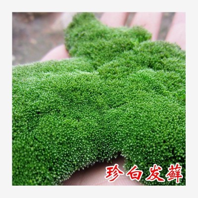 假山草苔藓种子孢子粉盆景青苔上水石吸水石草籽铺面绿植植物四季