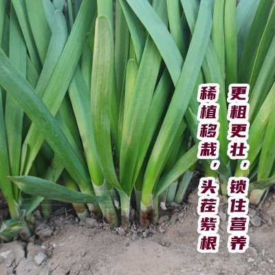 宽叶红根韭菜根带土苗紫根盆栽根儿根苗菲菜韮菜秧苗 韮菜根