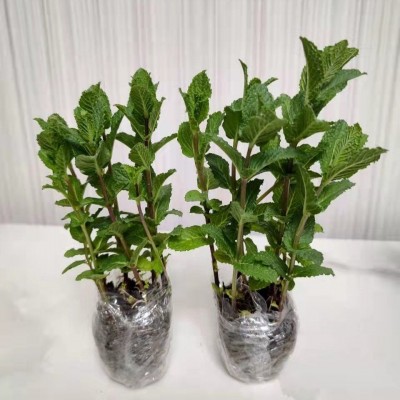 薄荷盆栽可食用新鲜薄荷叶家庭办公室阳台植物驱蚊净化空气绿植