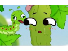 苦瓜完全成熟之后竟然是甜的？