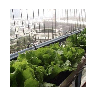 【阳台蔬菜】 阳台蔬菜诚邀加盟
